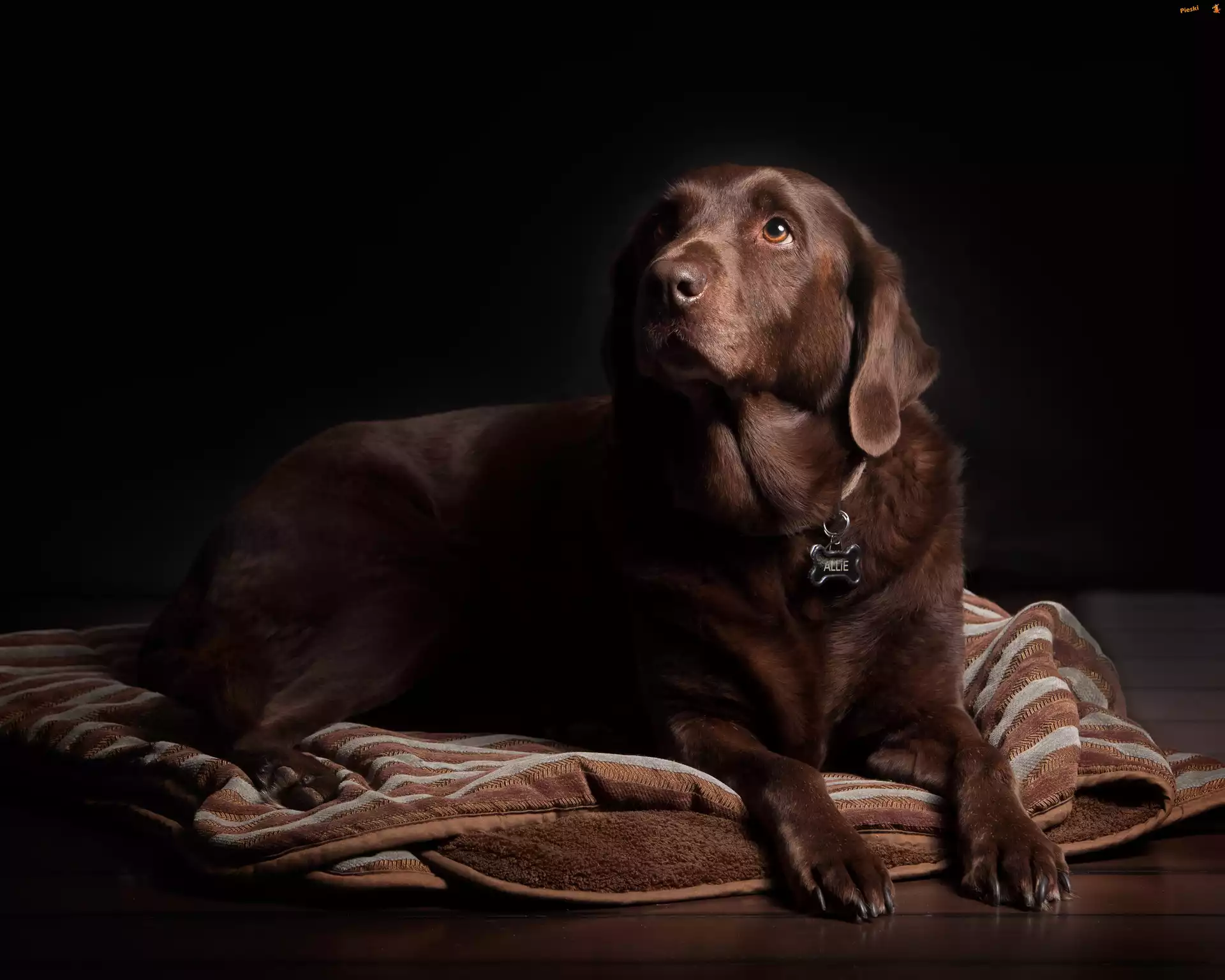 Br±zowy, Labrador Retriever, Koc